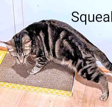 Photo of Squeak