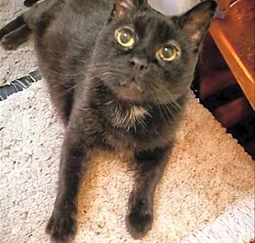 Photo of Fritz FIV+