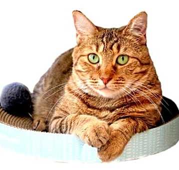 Photo of Sapphire