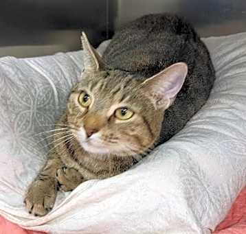 Photo of Mish Mish - PetsmartPlantationFosterHome
