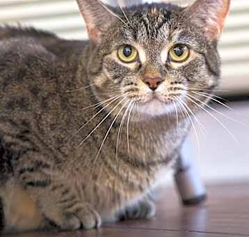 Photo of Dulce