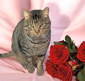 Photo of Romeo