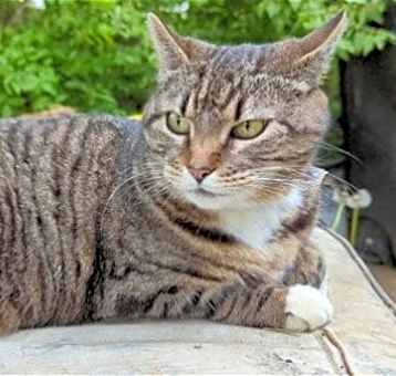 Photo of GIGI 2  (COURTESY POST)
