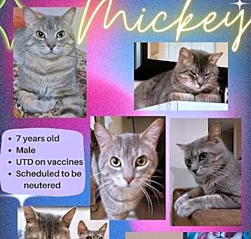 Photo of Mickey