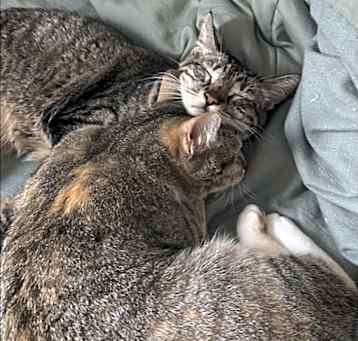 Photo of Peppercorn and Nala