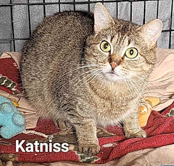Photo of Katniss