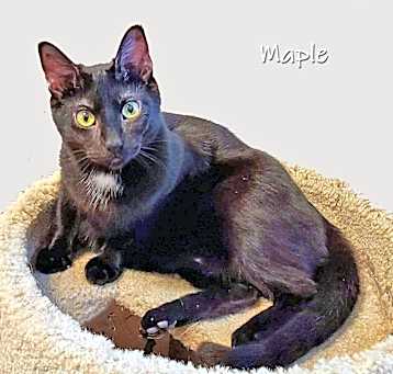Photo of Maple