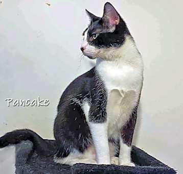 Photo of Pancake