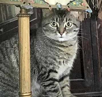 Photo of Lovebug