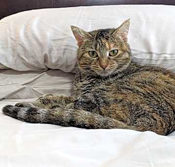 Photo of Dolly Purrton 