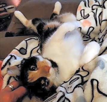 Photo of Punkin Pie