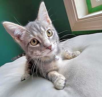 Photo of Moonshine 