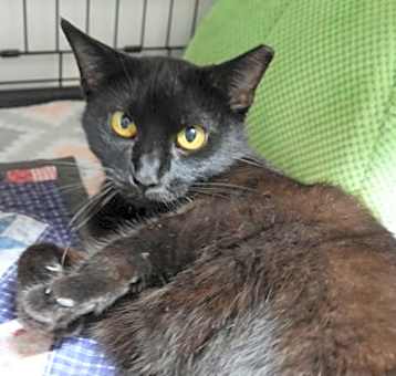 Photo of Sweetie