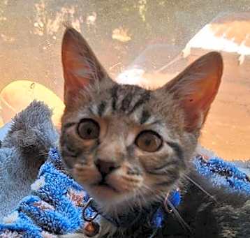 Photo of Silver