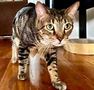 Photo of Leo