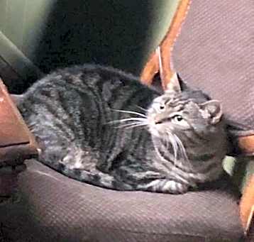Photo of Rascal