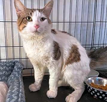 Photo of Mr. McBiscuit