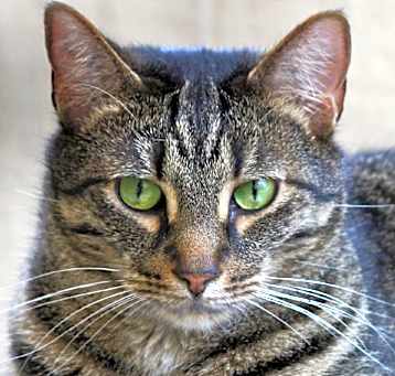 Photo of Posey