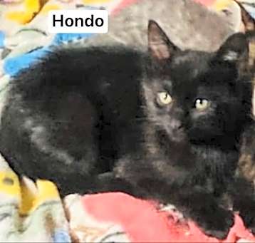Photo of Hondo