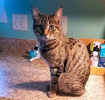 Photo of Pixie
