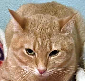 Photo of Popoki (semi feral)