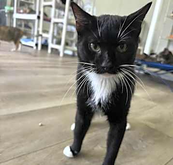 Photo of Fig