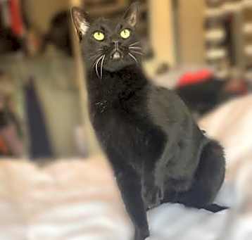 Photo of Dexter