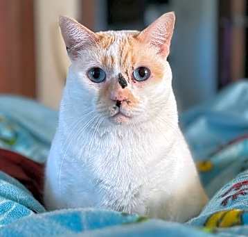 Photo of Maya
