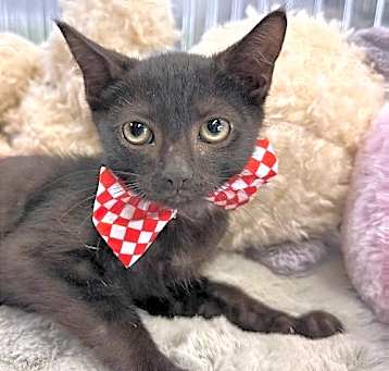Photo of JIJI