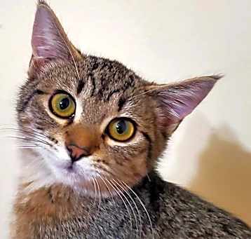 Photo of Penny