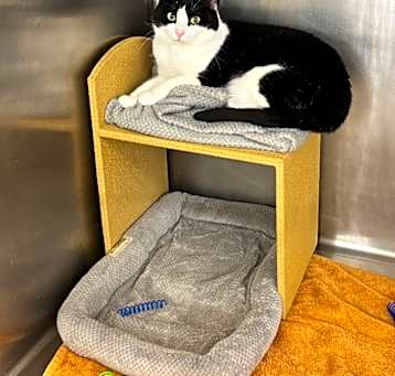 Photo of Opey
