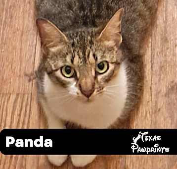 Photo of Panda