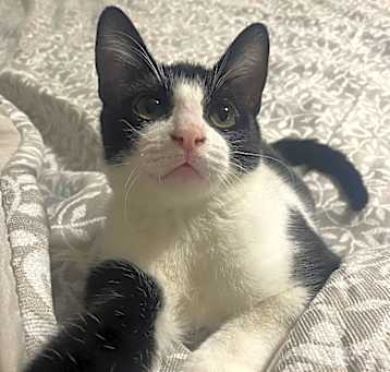 Photo of Milo II