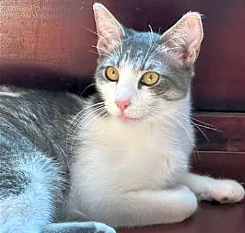 Photo of Amaretto