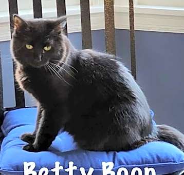 Photo of Betty Boop