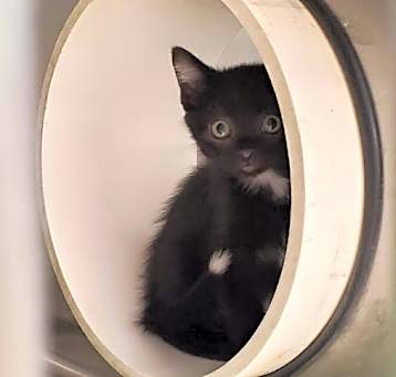 Photo of Dahlia