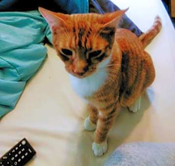 Photo of Samantha - love bug