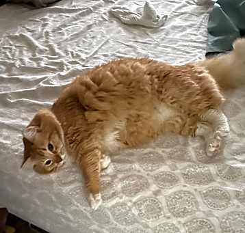 Photo of Pumpkin  & Pepper