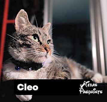 Photo of Cleo