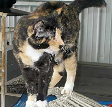 Photo of Smores