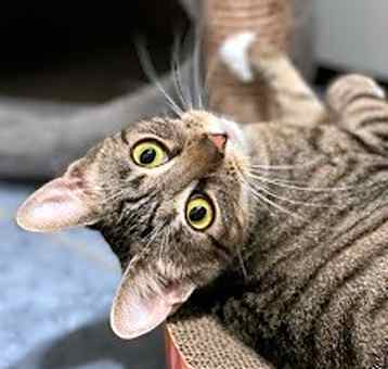 Photo of Truffle