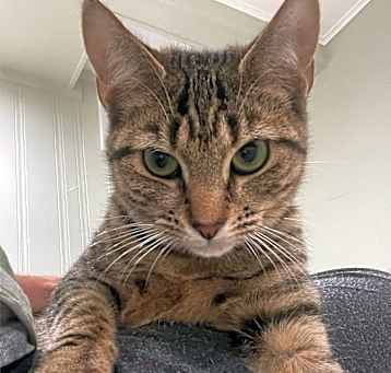 Photo of Evie