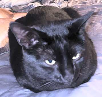 Photo of Freddy