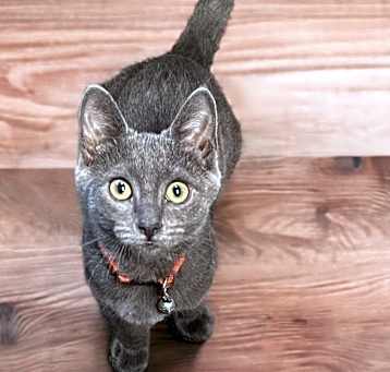 Photo of Meep