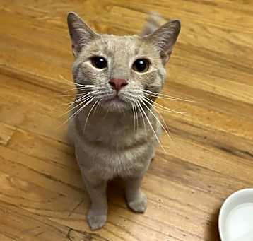 Photo of Honey