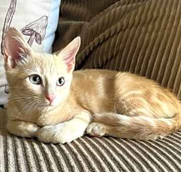 Photo of Dennis