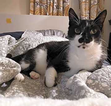 Photo of Mr. Oreo