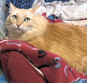 Photo of Neko