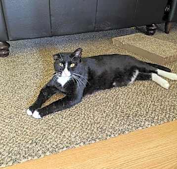 Photo of Guinness