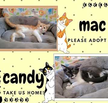 Photo of Candy